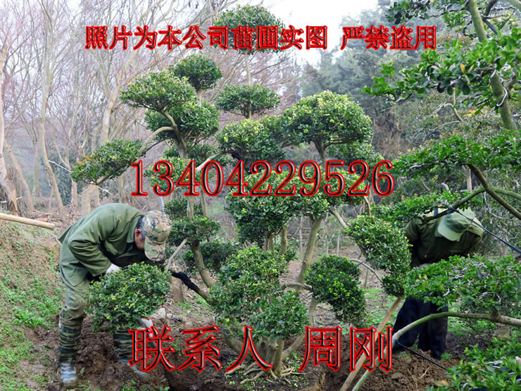 苏州庭院树木采购种植苗圃 别墅庭院绿化工程 苏州景观树木基地