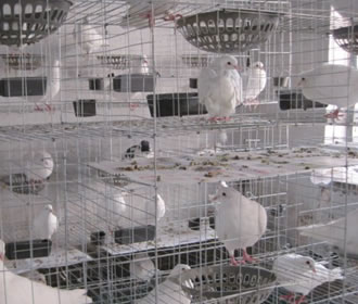 3-12型养殖场鸽笼-双柏丝网
