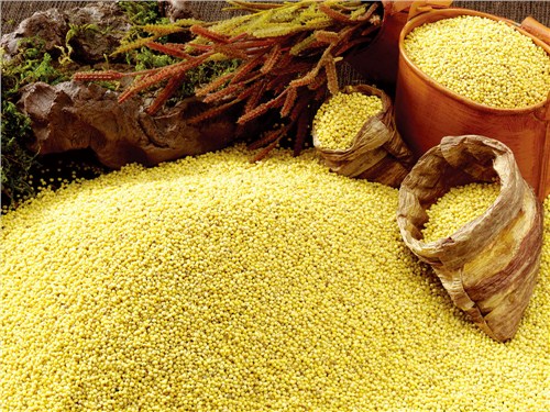 富硒小米营养价值|富硒小米优点有哪些|山东富硒小米供应商|鲁乡裕供