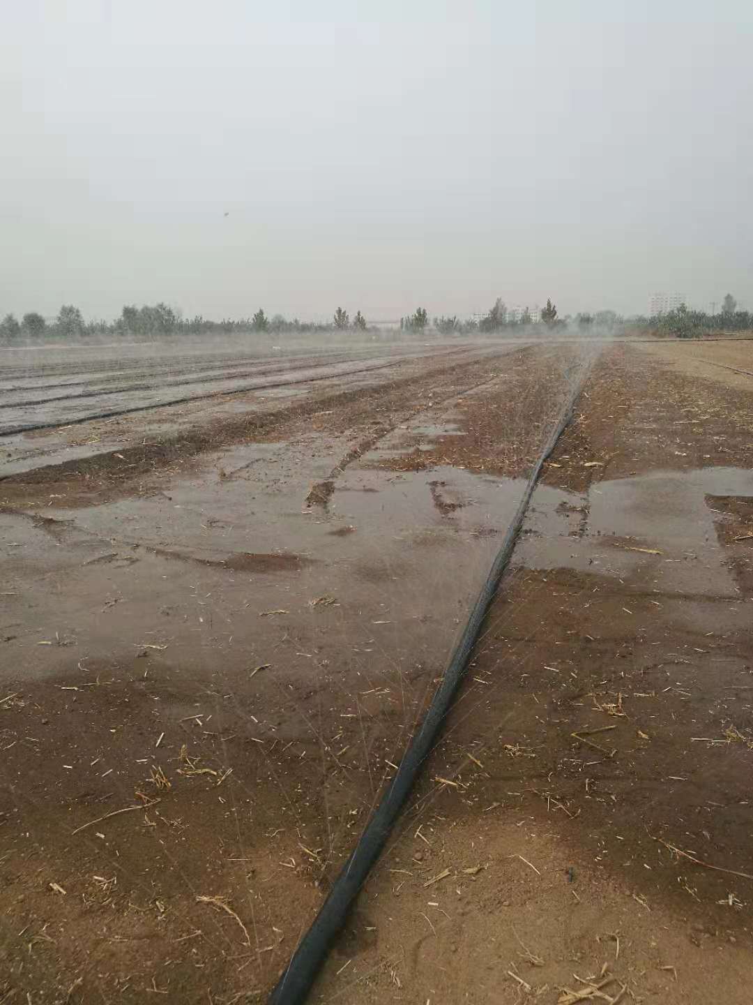 种植胡萝卜我么使用微灌技术