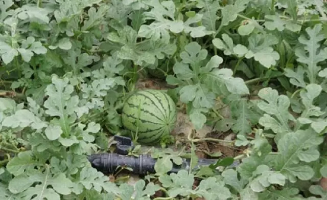 西瓜种植使用膜下滴灌技术