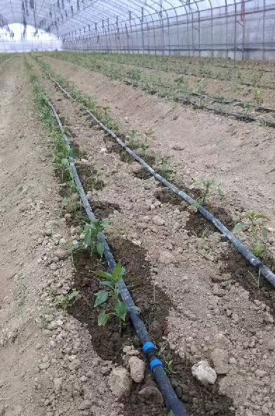 玉米膜下滴灌种植技术