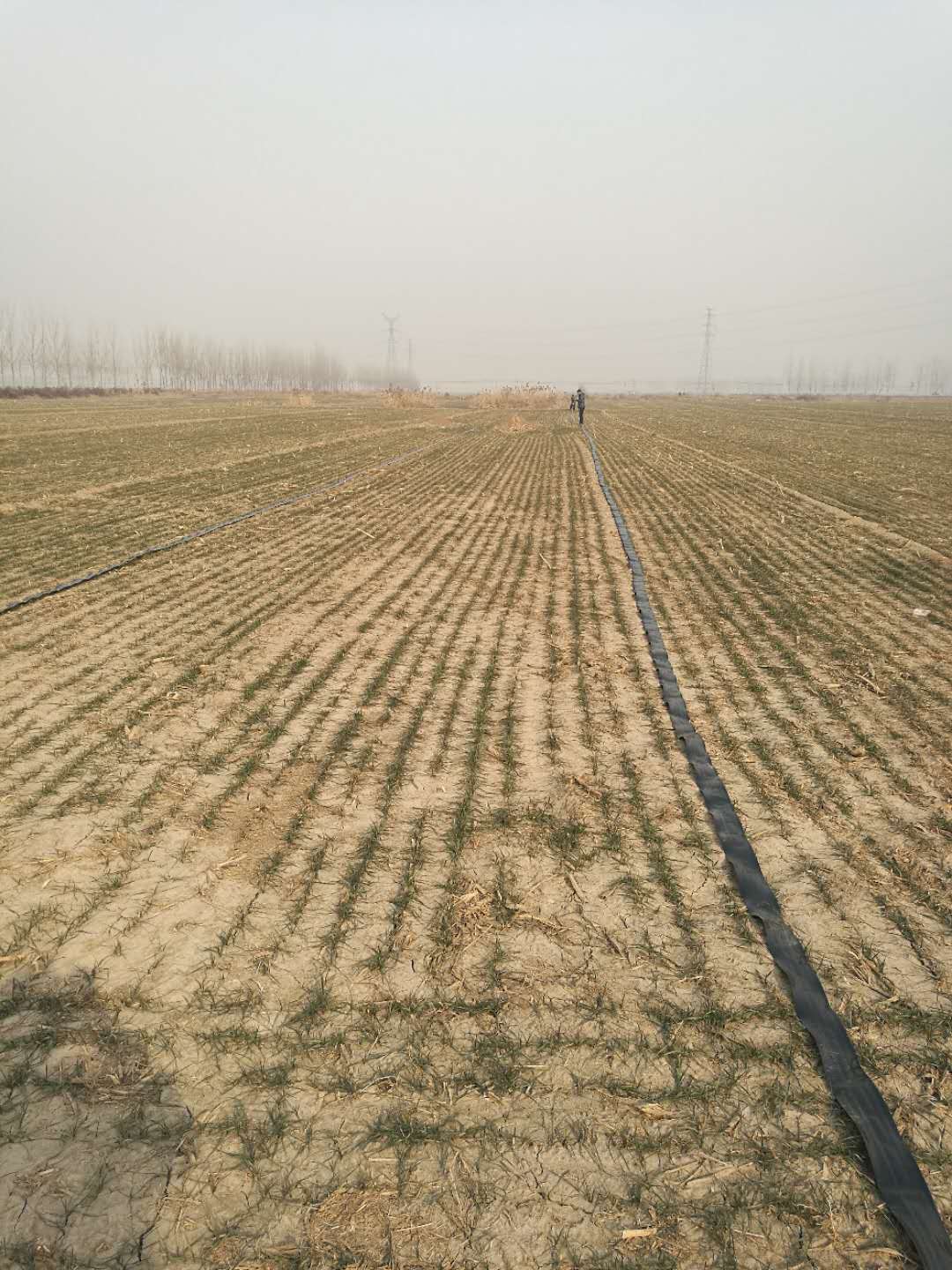 冬季大棚蔬菜种植户灌溉注意事宜