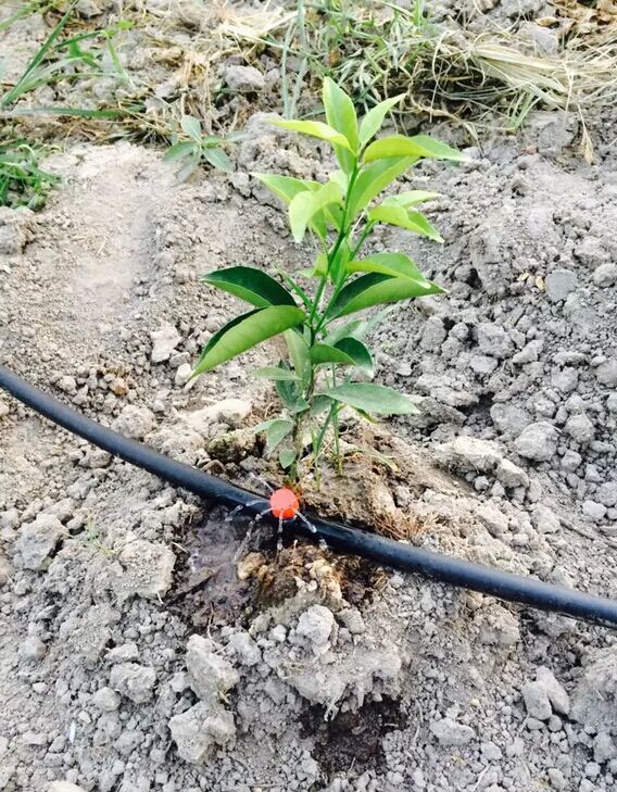 苹果树安装滴灌设备的好处