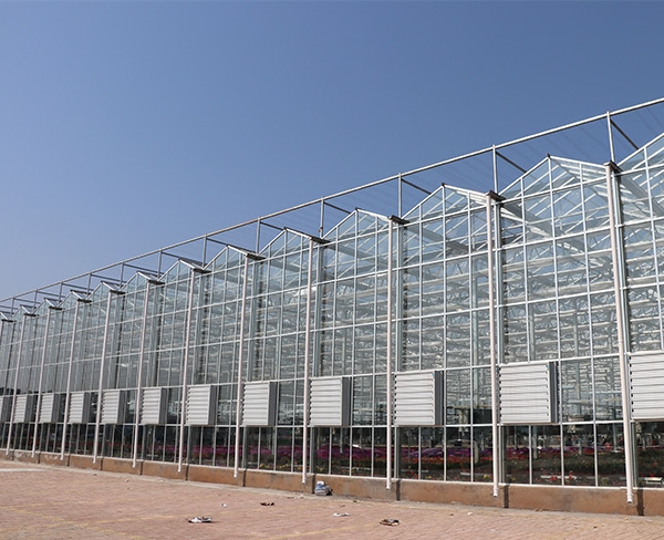 承接泸州玻璃智能温室大棚薄膜连栋温室大棚