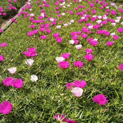 山东草花基地,潍坊草花批发价格,花海景观草花地被