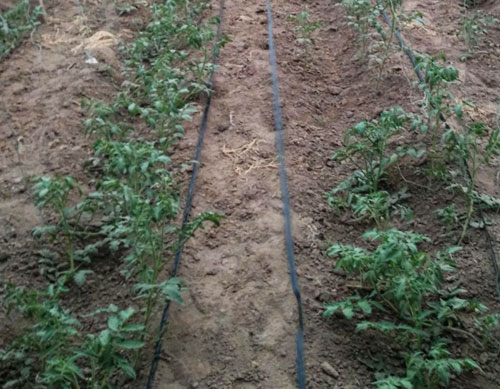 滴灌设备应用可节省水资源利用