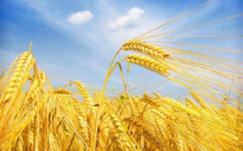 高产小麦种子|高产小麦种子厂家|高产小麦种子厂家排名|博信供