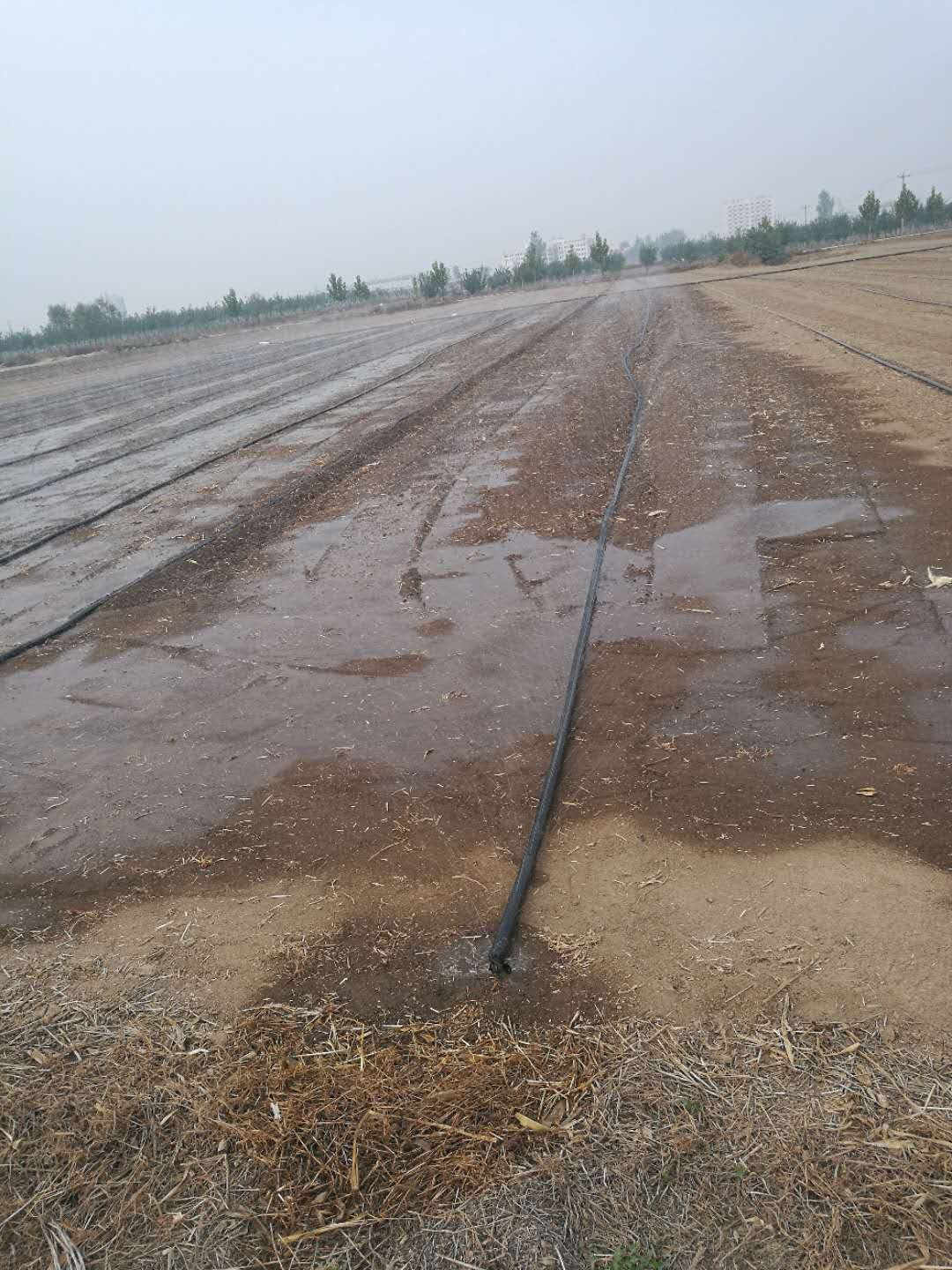 小麦种植使用微喷带灌溉效果不错