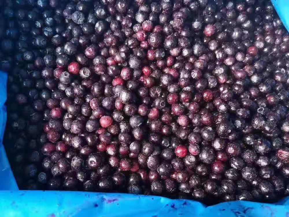 山东工厂直销冷冻进口智利公爵蓝莓批量出售