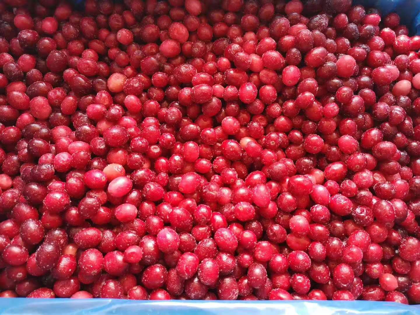 山东工厂直销冷冻进口加拿大蔓越莓批量出售