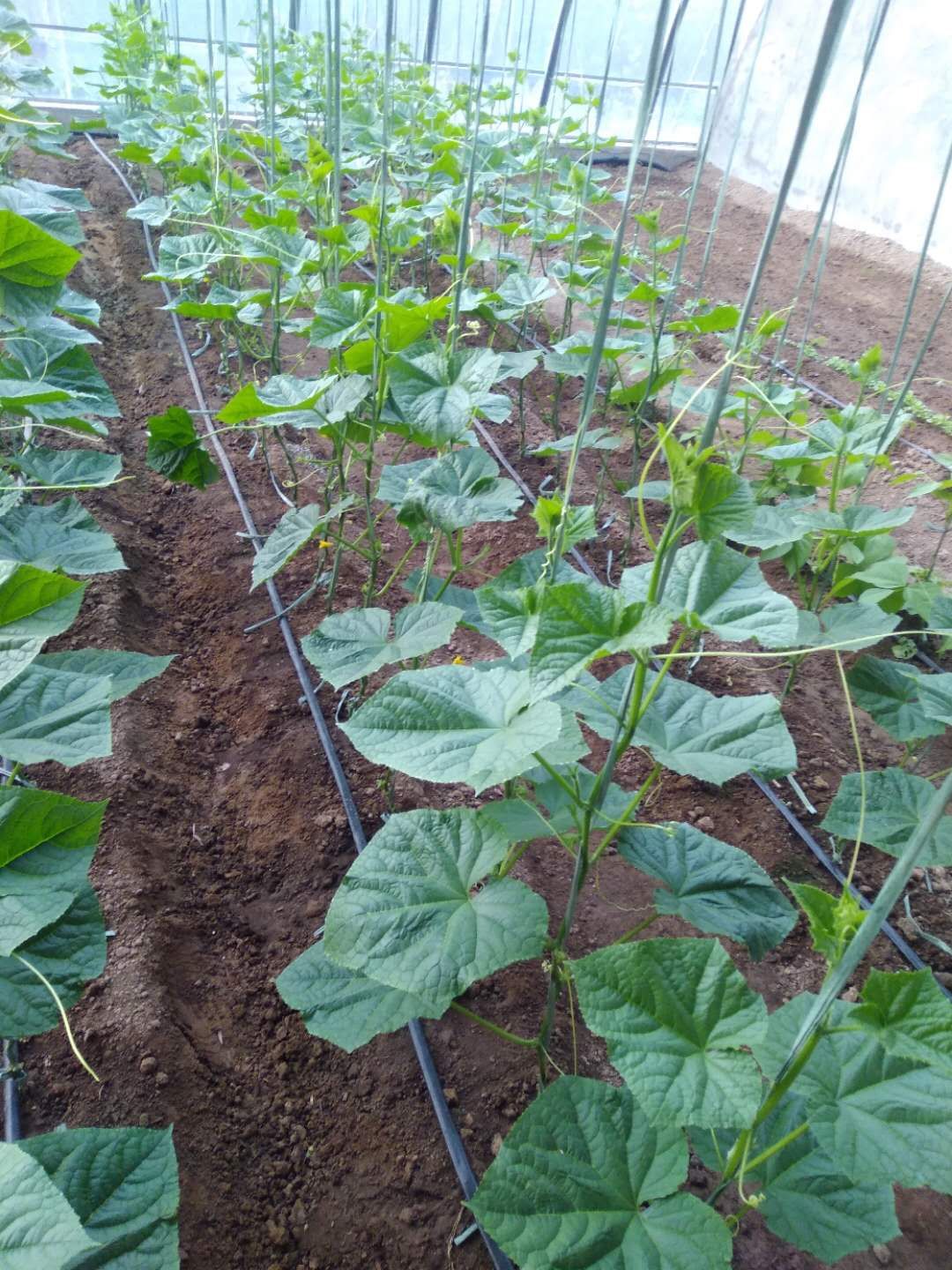 发展节水灌溉是农田水利建设的当务之急