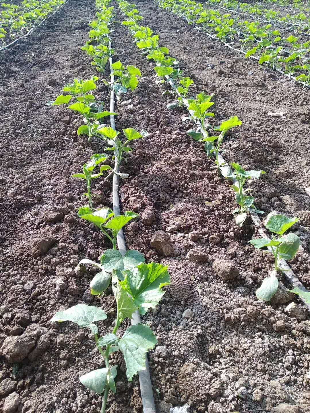 棉花的养分需求规律介绍