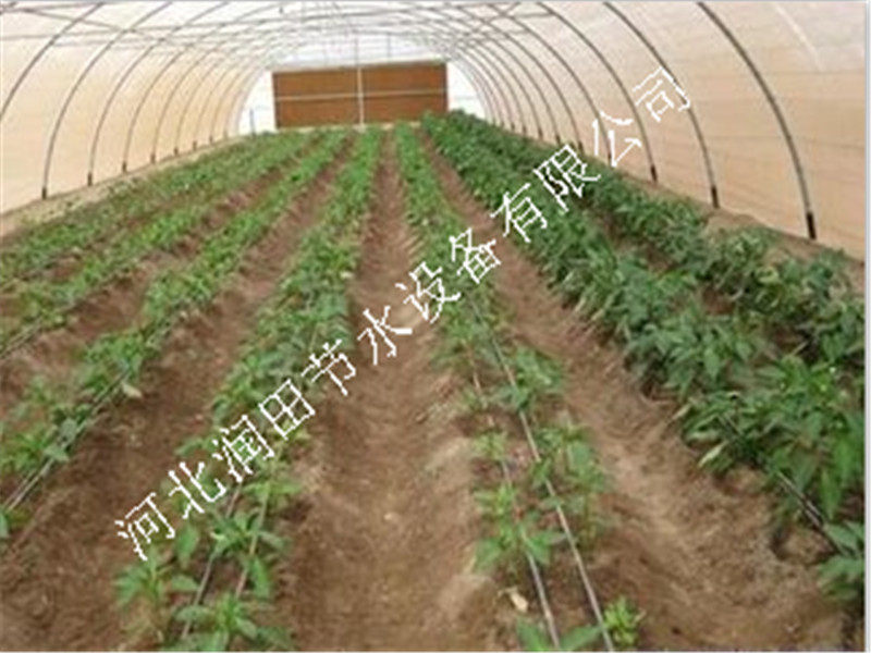 白菜灌溉滴灌技术