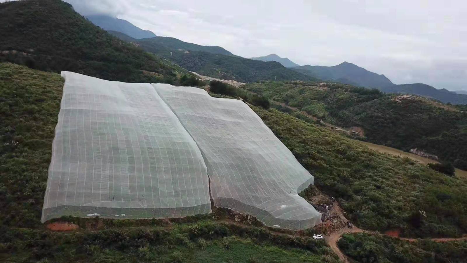 厂家 加厚脐橙防虫网抗老化耐用果树网质量好