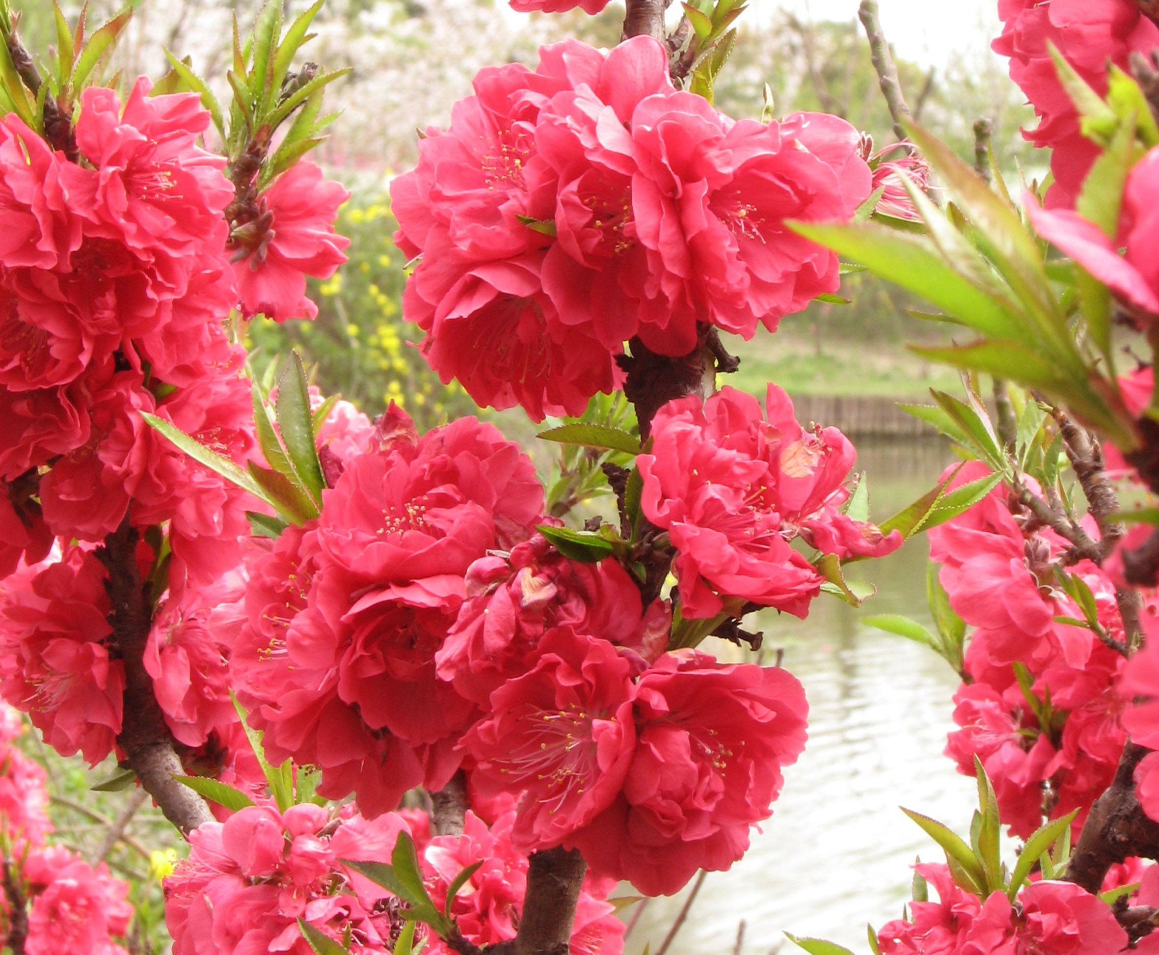 供应广西桃花苗基地 玉林桃花树1号店