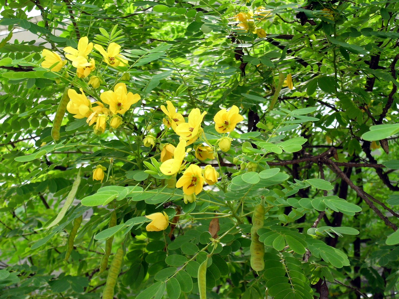 供应黄花槐和黄槐苗种植场 广西夹竹桃苗与七彩扶桑苗基地