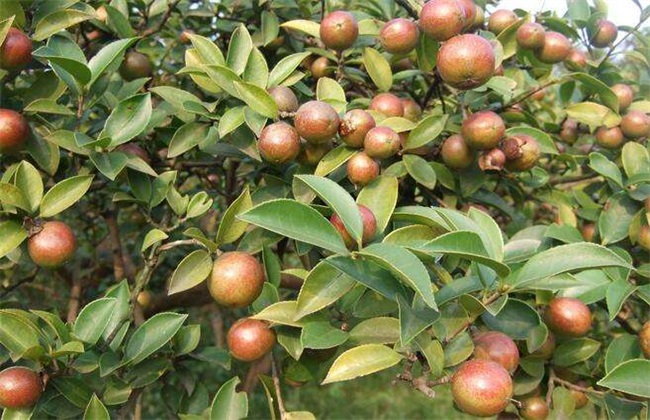 供应油茶种子基地 广西软枝与大红花油茶种子种苗站