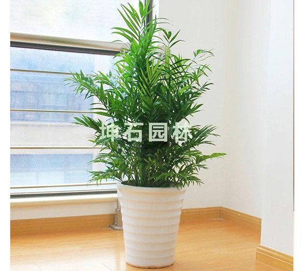 大量批发植物租摆长年供应水植物租赁