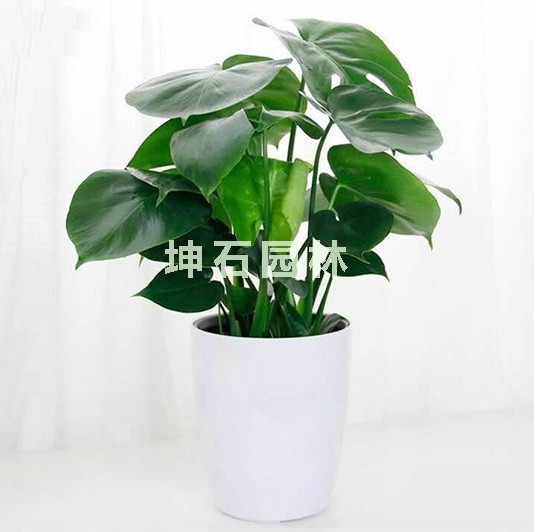 上海植物租赁钜惠来袭