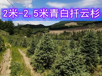 吉林青白扦云杉价格 供应2-2.5米青白扦云杉树苗