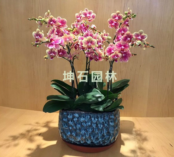 谁知道？里卖的绿化租摆实惠