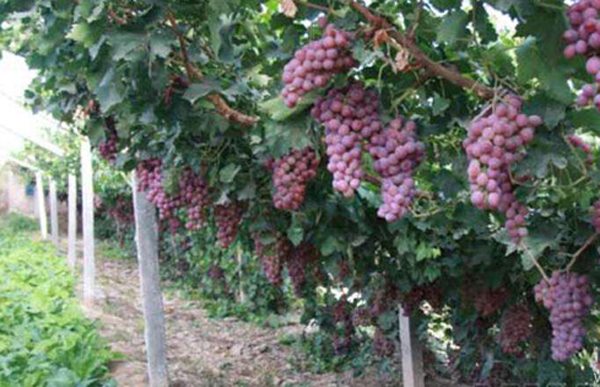 种植葡萄高产的水肥管理建议这样做