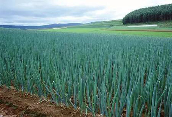 大葱用什么肥料长的快?需要根据作物的生长阶段而定