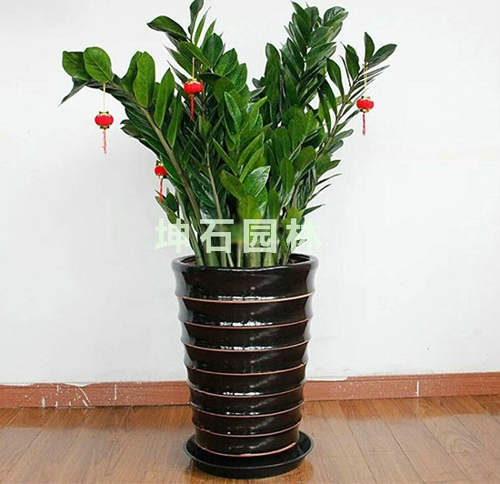 坤石园林植物租赁， 植物出租多年高产量高品质