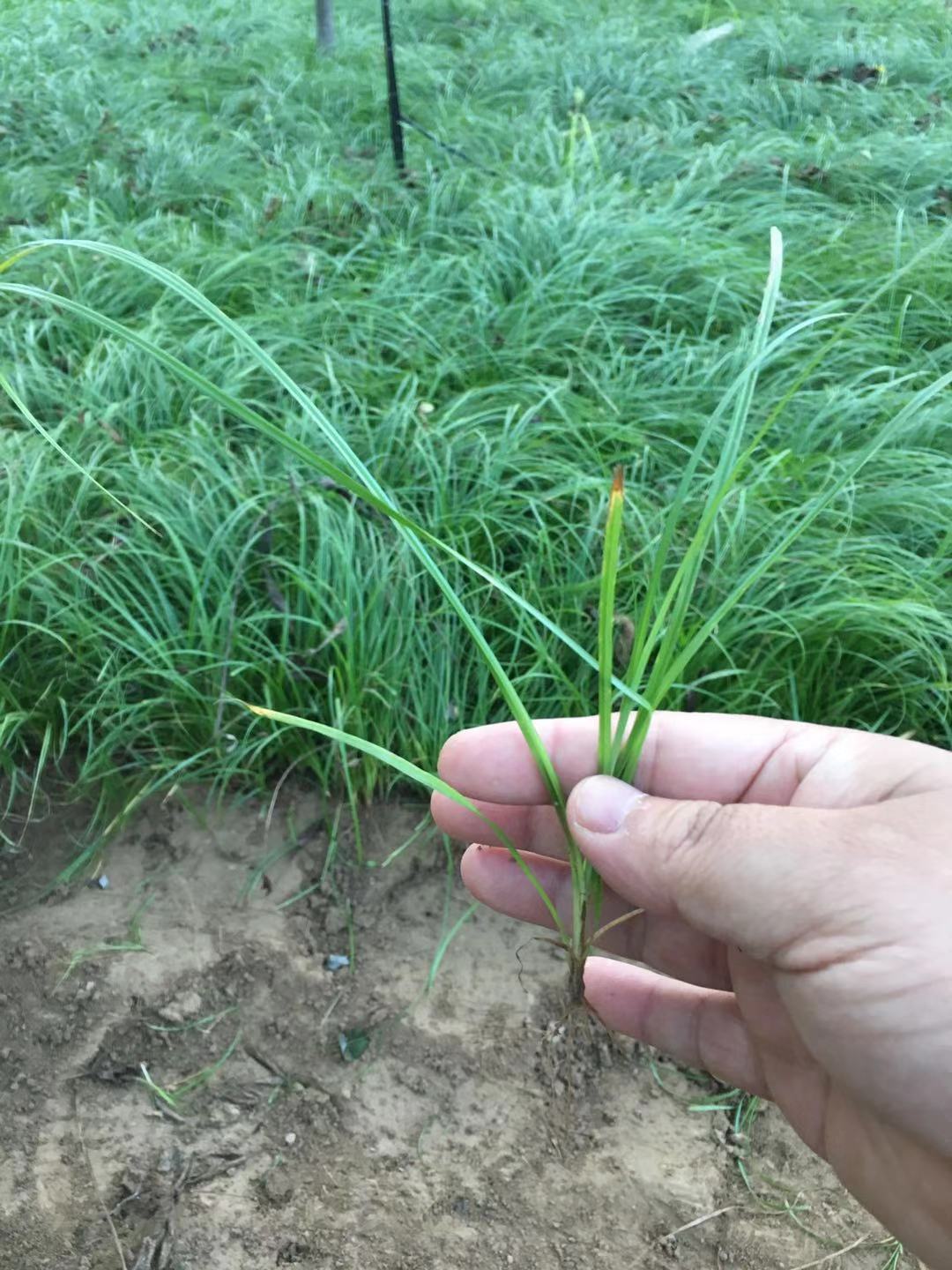 披针叶苔草小苗基地直供