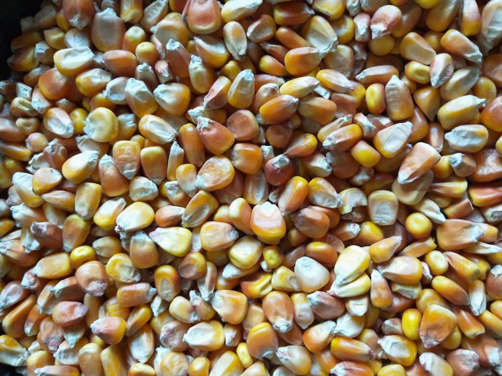 收购大量优质大米、玉米
