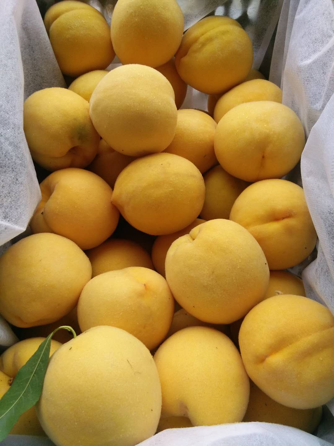 黄桃之乡供应新品种黄桃树苗
