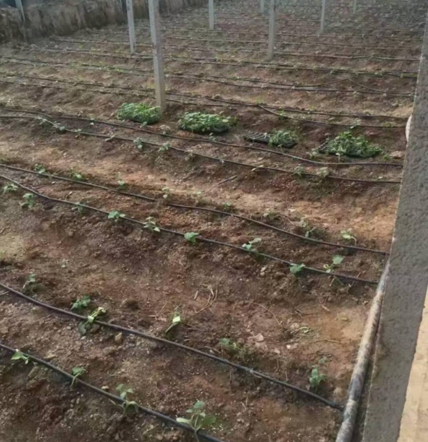 滴灌与微喷灌各适用于何种类植物