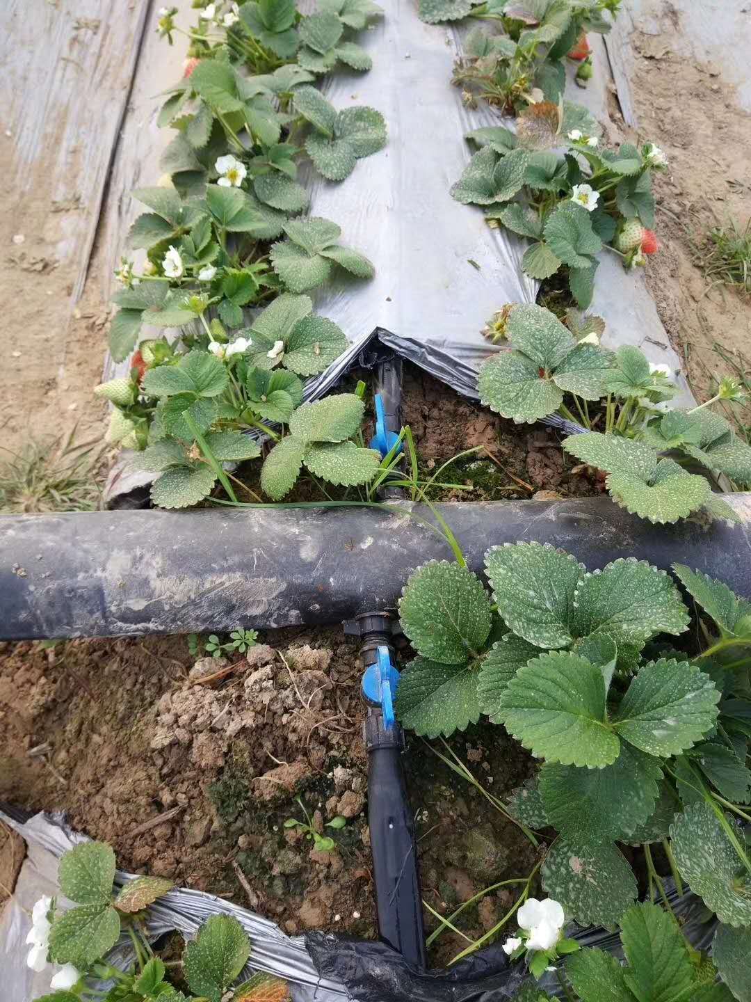农田灌溉PE管管道