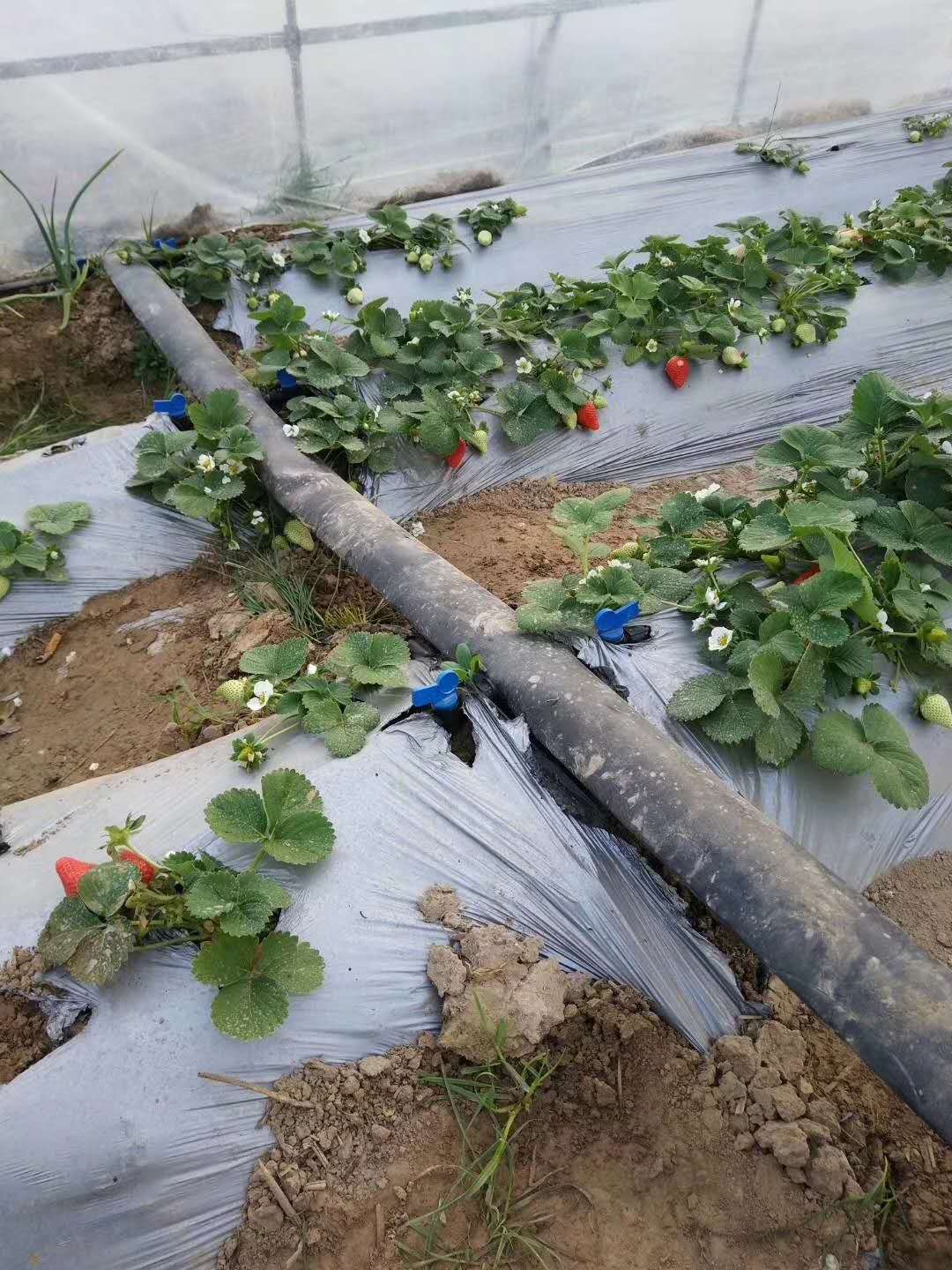 内镶式滴灌管特点和工作原理