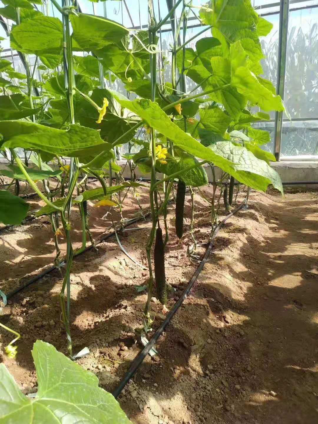 小管出流系统的特点介绍