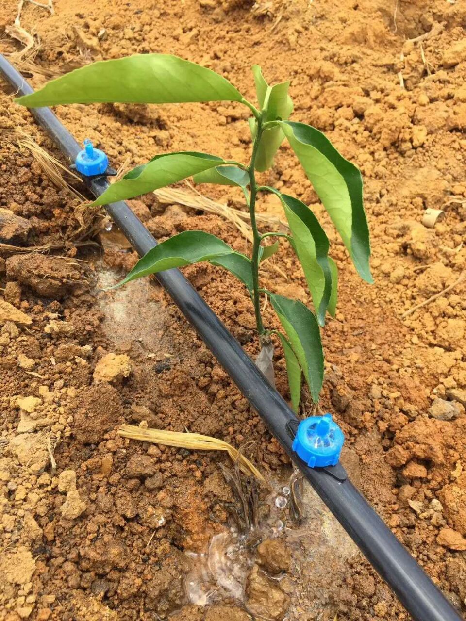 小管出流节水灌溉系统的特点