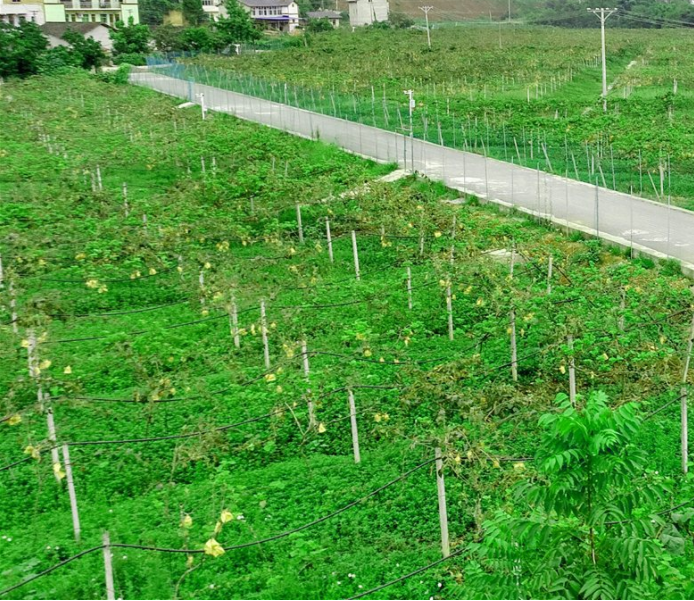 自动喷灌技术介绍