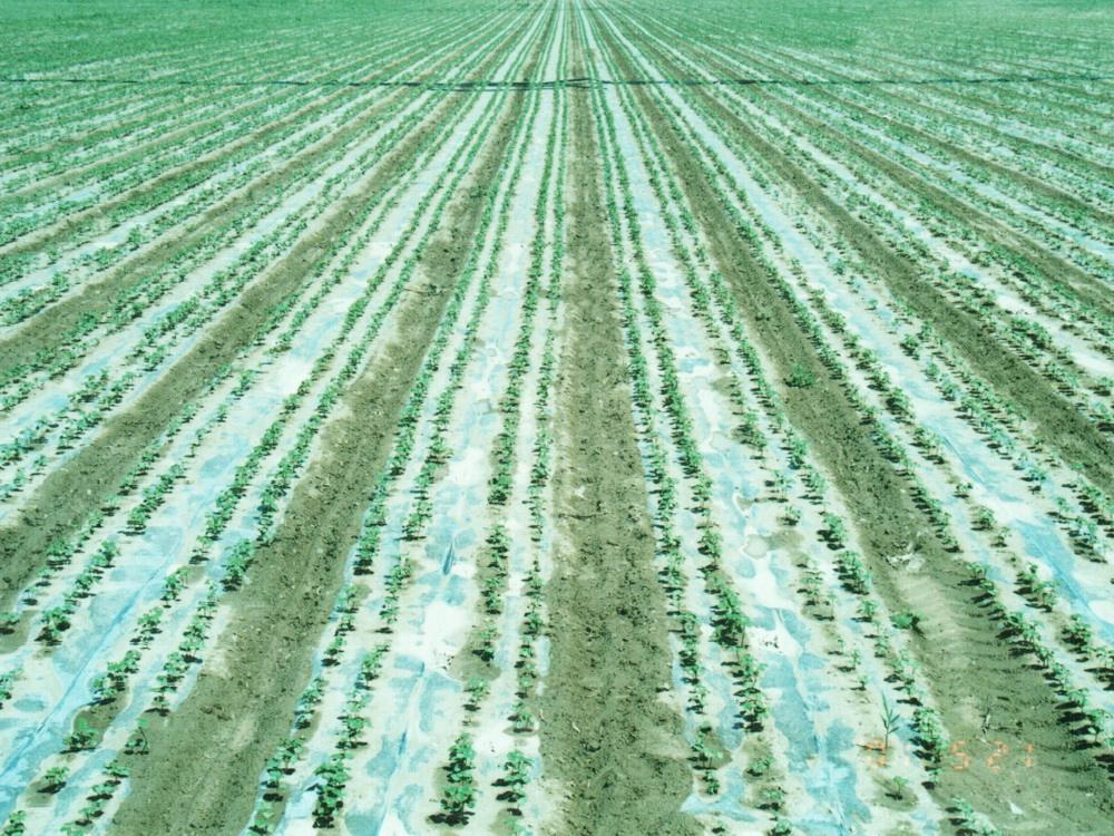 蔬菜大棚滴灌带常用型号