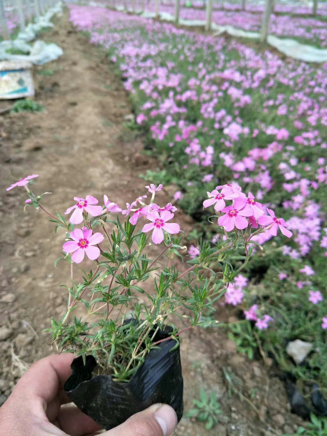 山东宿根草花基地，宿根草花批发，丛生福禄考，欧石竹