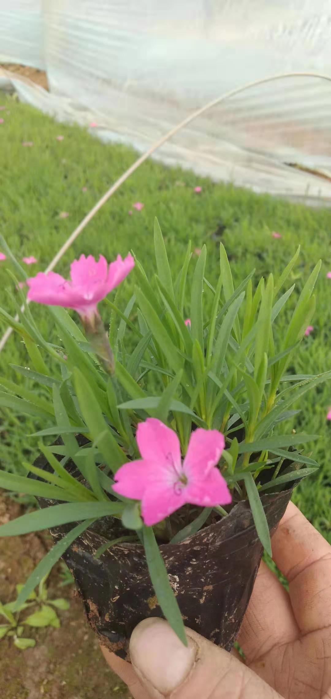 山东宿根花卉，宿根草花，宿根草花批发基地，