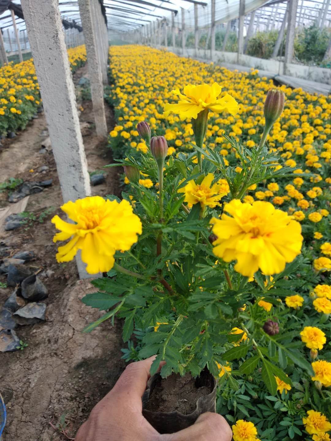 山西草花基地，四季草花孔雀草，太原时令草花批发