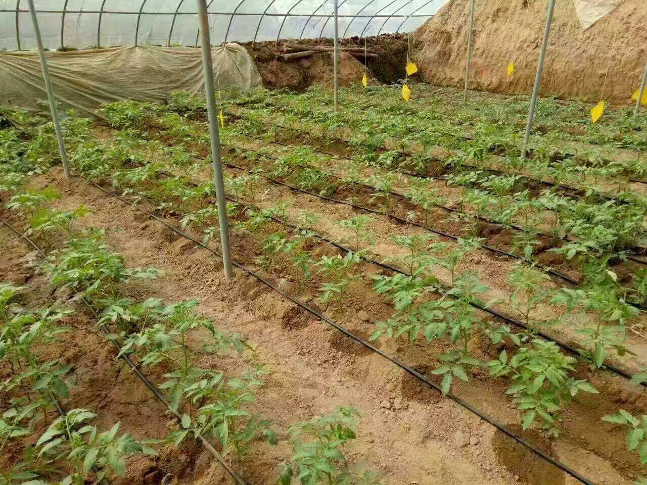 地插型微喷灌的介绍