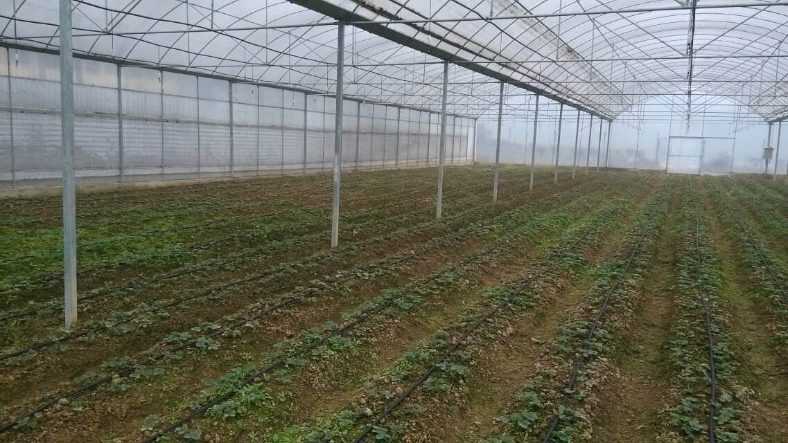 吊悬型微喷的介绍