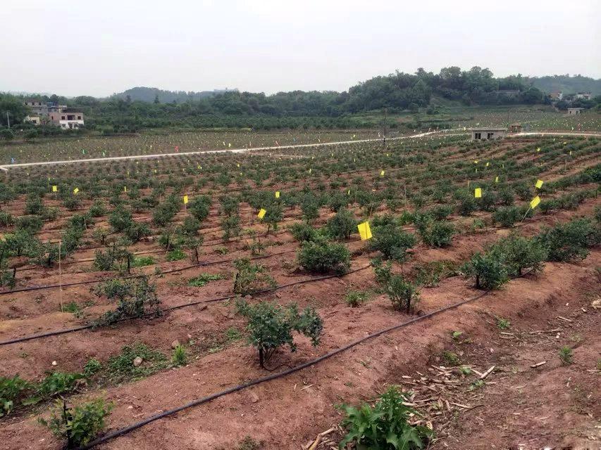 大棚蔬菜的膜下滴灌技术