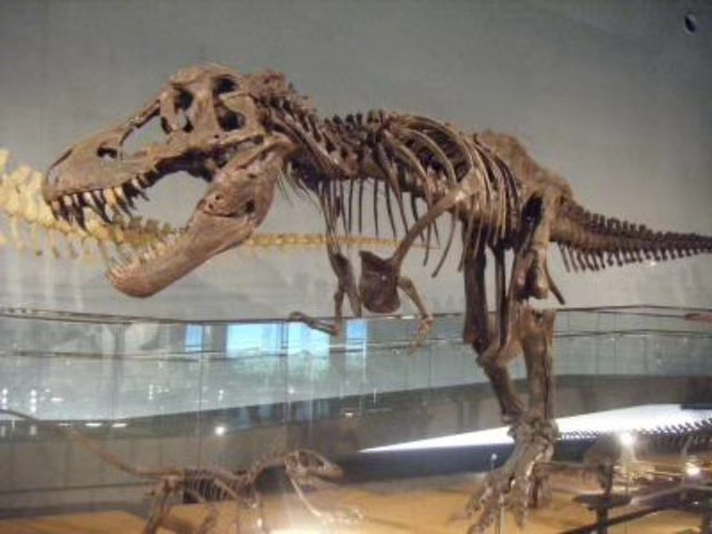 仿真恐龙骨架 恐龙化石 自贡恐龙化石