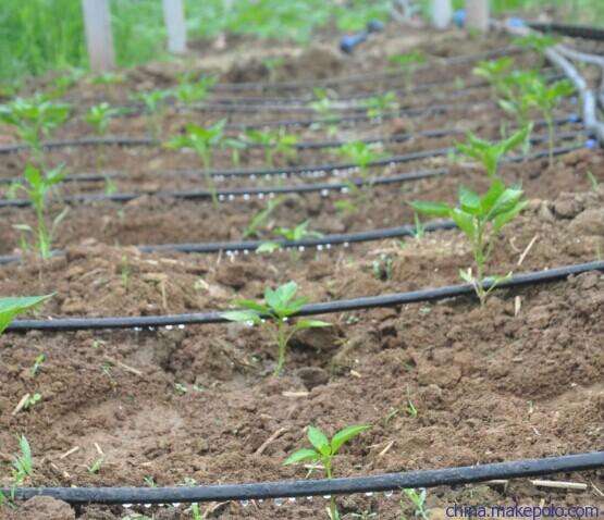 大田种植马铃薯的滴灌种植法简介