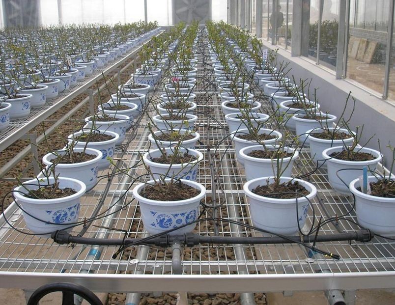 花卉盆栽灌溉滴箭灌溉水肥一体化