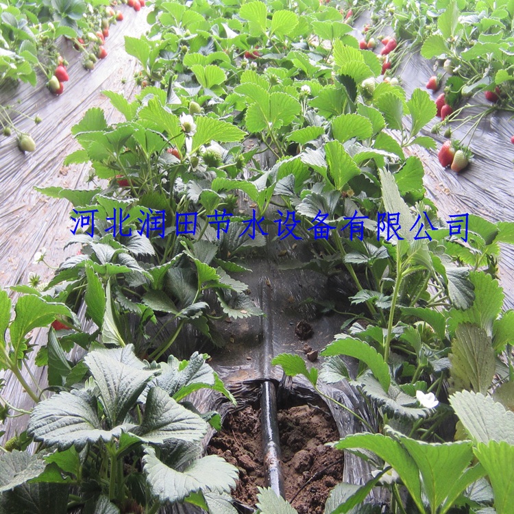 石家庄大棚滴灌节水灌溉过滤器