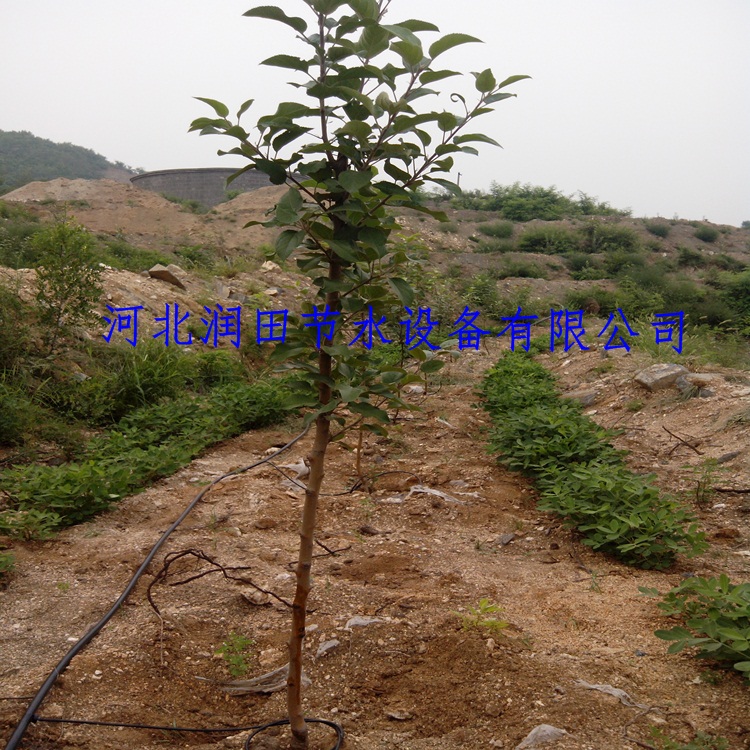 果树滴灌小管出流安装